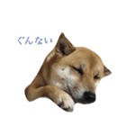 柴犬 はな 2（個別スタンプ：16）