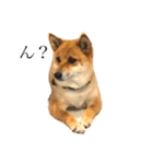 柴犬 はな 2（個別スタンプ：17）