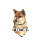 柴犬 はな 2（個別スタンプ：18）