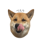 柴犬 はな 2（個別スタンプ：20）