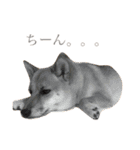 柴犬 はな 2（個別スタンプ：21）