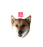 柴犬 はな 2（個別スタンプ：22）