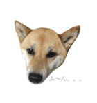 柴犬 はな 2（個別スタンプ：23）