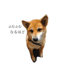 柴犬 はな 2（個別スタンプ：24）
