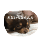 チコスタンプ2（個別スタンプ：2）