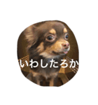 チコスタンプ2（個別スタンプ：4）
