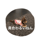 チコスタンプ2（個別スタンプ：6）