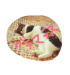 I♡菅原菜々子5（個別スタンプ：8）