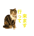 NYANKO  STAMP2017-2（個別スタンプ：11）