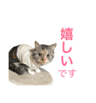 NYANKO  STAMP2017-2（個別スタンプ：13）