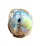 ピーちゃんのヒトコト（個別スタンプ：2）