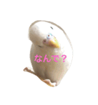 ピーちゃんのヒトコト（個別スタンプ：5）