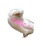 ピーちゃんのヒトコト（個別スタンプ：8）