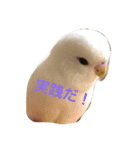 ピーちゃんのヒトコト（個別スタンプ：9）