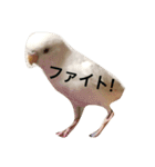ピーちゃんのヒトコト（個別スタンプ：10）