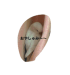 ピーちゃんのヒトコト（個別スタンプ：11）