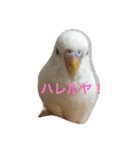 ピーちゃんのヒトコト（個別スタンプ：16）