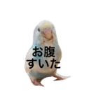 ピーちゃんのヒトコト（個別スタンプ：18）