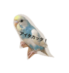 ピーちゃんのヒトコト（個別スタンプ：20）