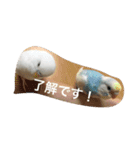 ピーちゃんのヒトコト（個別スタンプ：23）
