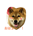 さくら 柴（個別スタンプ：1）