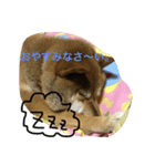 さくら 柴（個別スタンプ：2）