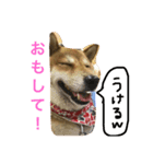 さくら 柴（個別スタンプ：4）