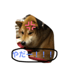 さくら 柴（個別スタンプ：6）