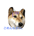 さくら 柴（個別スタンプ：8）