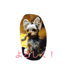 アイドルくん（個別スタンプ：7）
