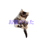 ますだ家（個別スタンプ：3）