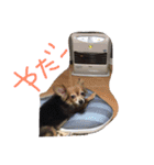 ちゃちゃまる2（個別スタンプ：1）