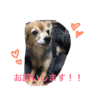ちゃちゃまる2（個別スタンプ：3）