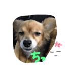ちゃちゃまる2（個別スタンプ：5）