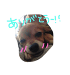 ちゃちゃまる2（個別スタンプ：6）