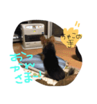 ちゃちゃまる2（個別スタンプ：10）