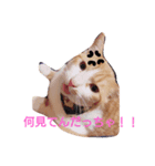 我が家の茶々丸くん（個別スタンプ：6）
