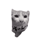 我が家の茶々丸くん（個別スタンプ：7）