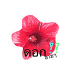 I'm  Tungjar（個別スタンプ：3）