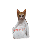 ネコのめるちゃん（個別スタンプ：8）