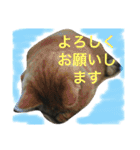 ❤︎ウチの猫たちの楽しい普段使い言葉❤︎（個別スタンプ：6）