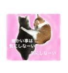 ❤︎ウチの猫たちの楽しい普段使い言葉❤︎（個別スタンプ：12）