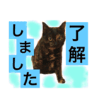 ❤︎ウチの猫たちの楽しい普段使い言葉❤︎（個別スタンプ：18）