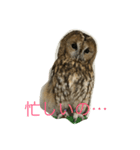 サカエさんはモリフクロウ（個別スタンプ：2）
