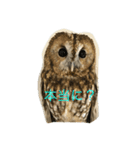 サカエさんはモリフクロウ（個別スタンプ：3）