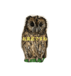 サカエさんはモリフクロウ（個別スタンプ：4）