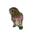 サカエさんはモリフクロウ（個別スタンプ：5）