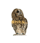 サカエさんはモリフクロウ（個別スタンプ：6）