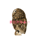 サカエさんはモリフクロウ（個別スタンプ：7）