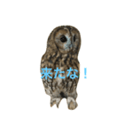 サカエさんはモリフクロウ（個別スタンプ：9）
